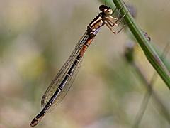 Western Forktail (Damselfly)